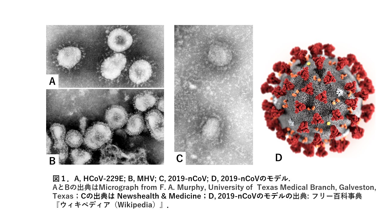 コロナウイルス 19 Ncov Vispot株式会社 バイスポット